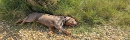 Old Tyme Bulldog dogs for sale: 2 year old beautiful boy for rehoming - Advert 2