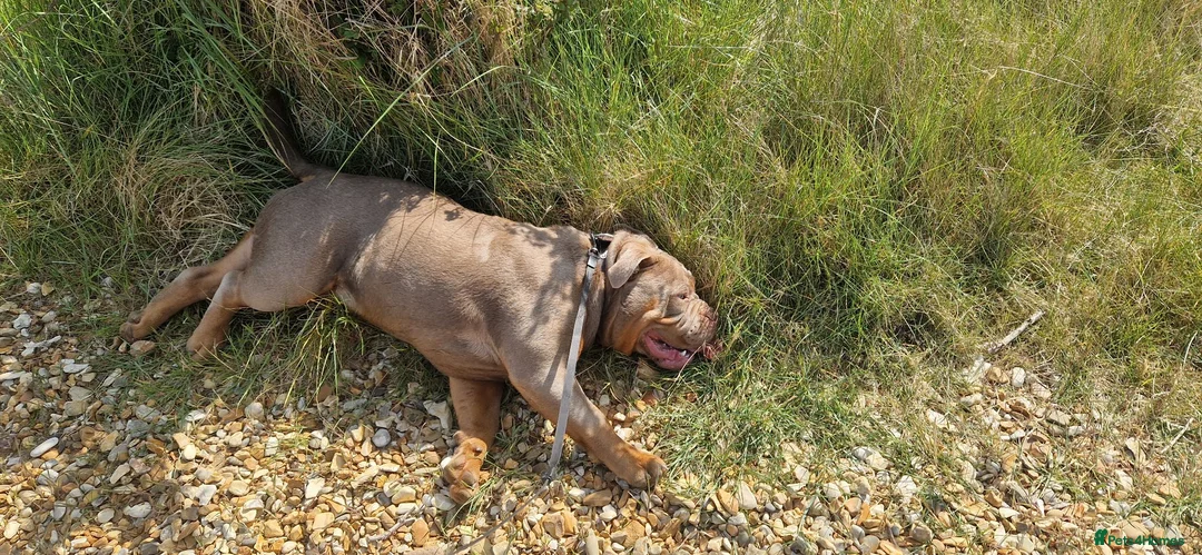 Old Tyme Bulldog dogs for sale: 2 year old beautiful boy for rehoming - Advert 2