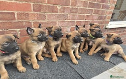 Belgian Shepherd Dog dogs for sale: Belgian Shepherd puppies - Advert 6