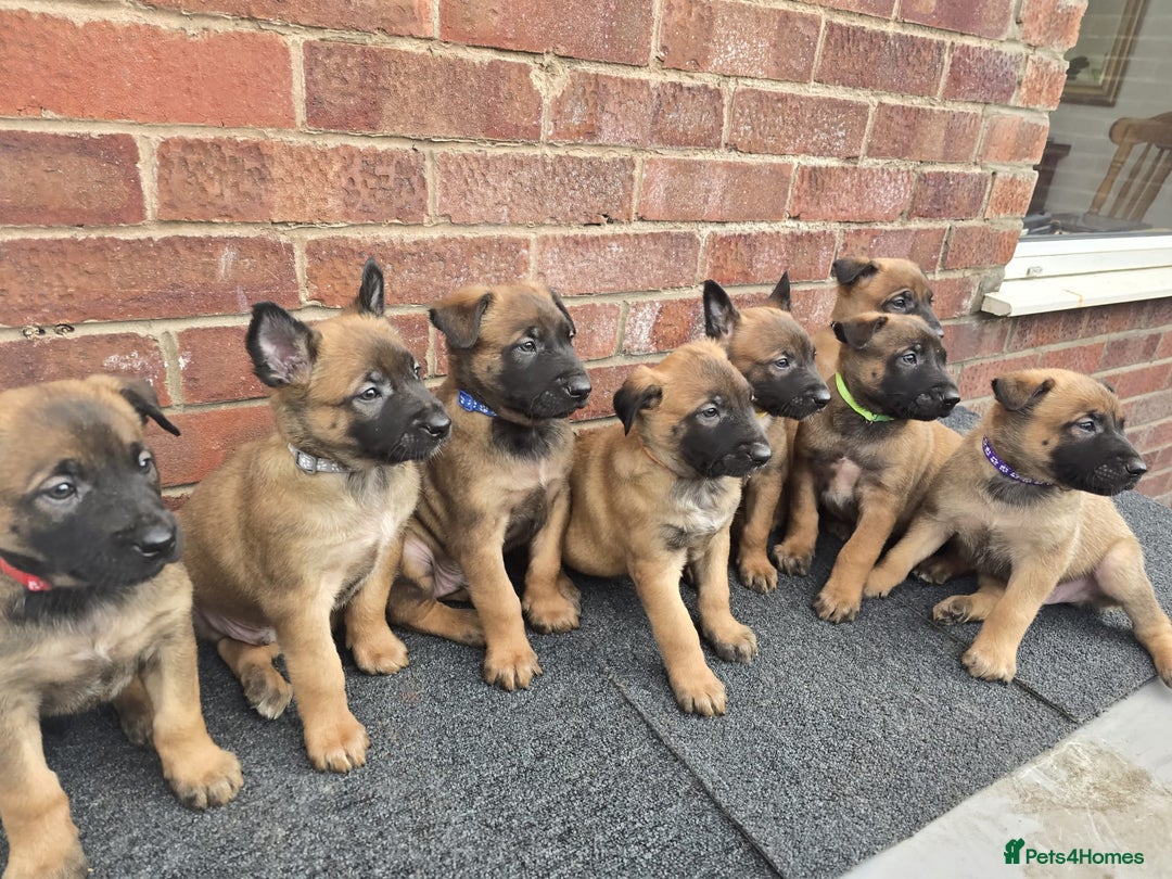 Belgian Shepherd Dog dogs for sale: Belgian Shepherd puppies - Advert 6