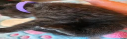 Russian Blue cats for sale: Russian blue x bengal black charcoal male female  - Advert 15