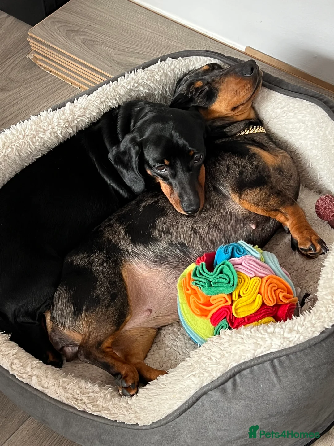 Miniature Dachshund dogs for sale: LADY & RUBY - Advert 1