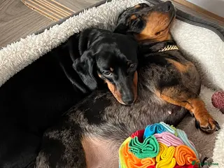 Miniature Dachshund dogs LADY & RUBY - Advert 16