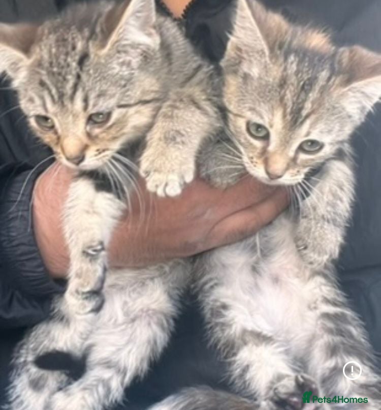 Mixed Breed cats Stunning Ragdoll Bengal kittens ready now  - Advert 7