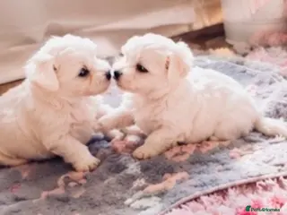 Mixed Breed dogs TEDDY BEAR 🧸 Maltese x coton de Tuléar pups - Advert 2