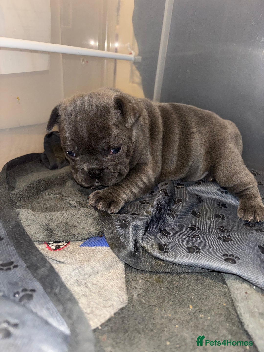 French Bulldog dogs for sale: Mini bulls - Advert 19