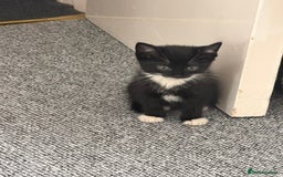 Mixed Breed cats for sale: 🐾 Adorable Baby Cat  - Image 2