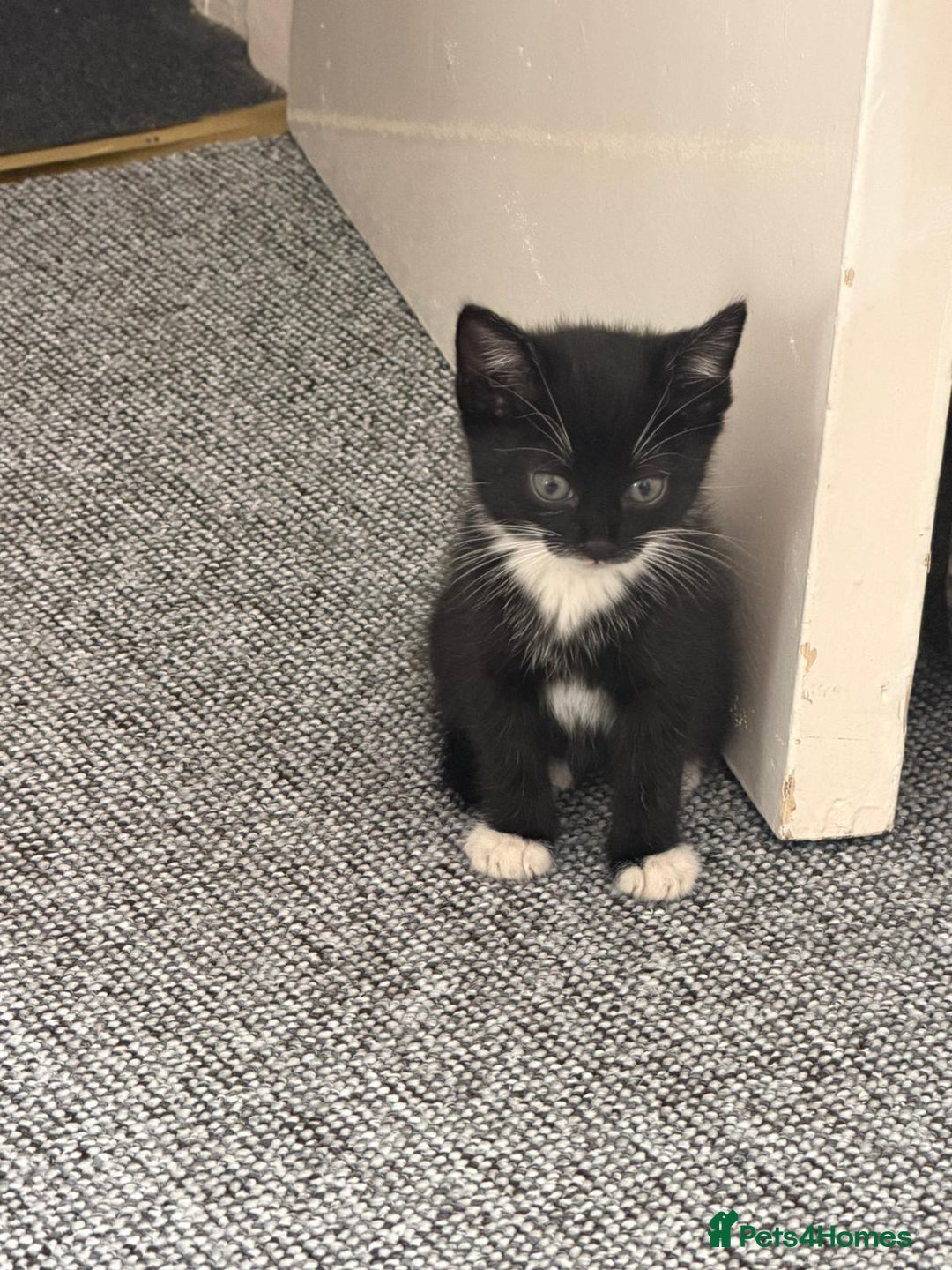Mixed Breed cats for sale: 🐾 Adorable Baby Cat  - Image 2