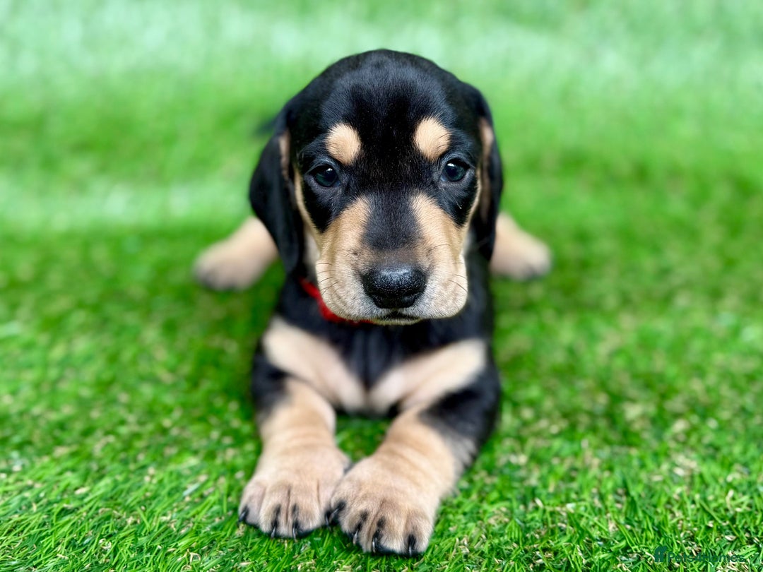 Dachshund dogs for sale: Black & Cream, Chocolate & Cream Dachshund Puppies - Image 5
