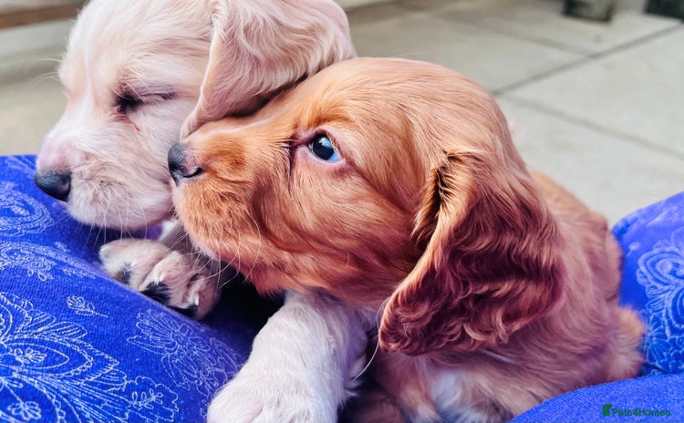 Cocker Spaniel dogs - Advert 3