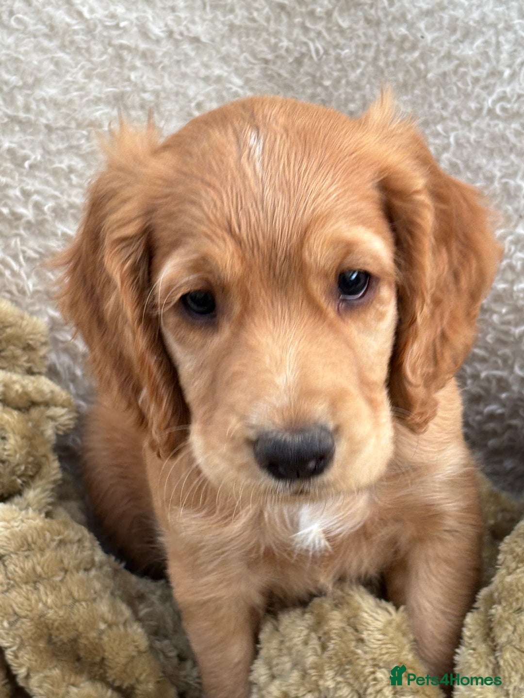 Cocker Spaniel dogs for sale: Male cocker spaniel puppy  - Image 1