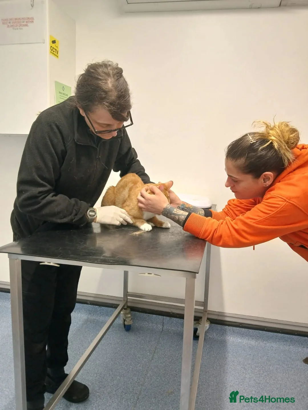 Mixed Breed cats for sale: Jack my ginger bengal mix - Advert 6