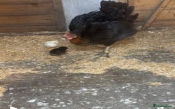 Chickens poultry for sale: Black rock with day old chicks  in Sheffield - Image 2