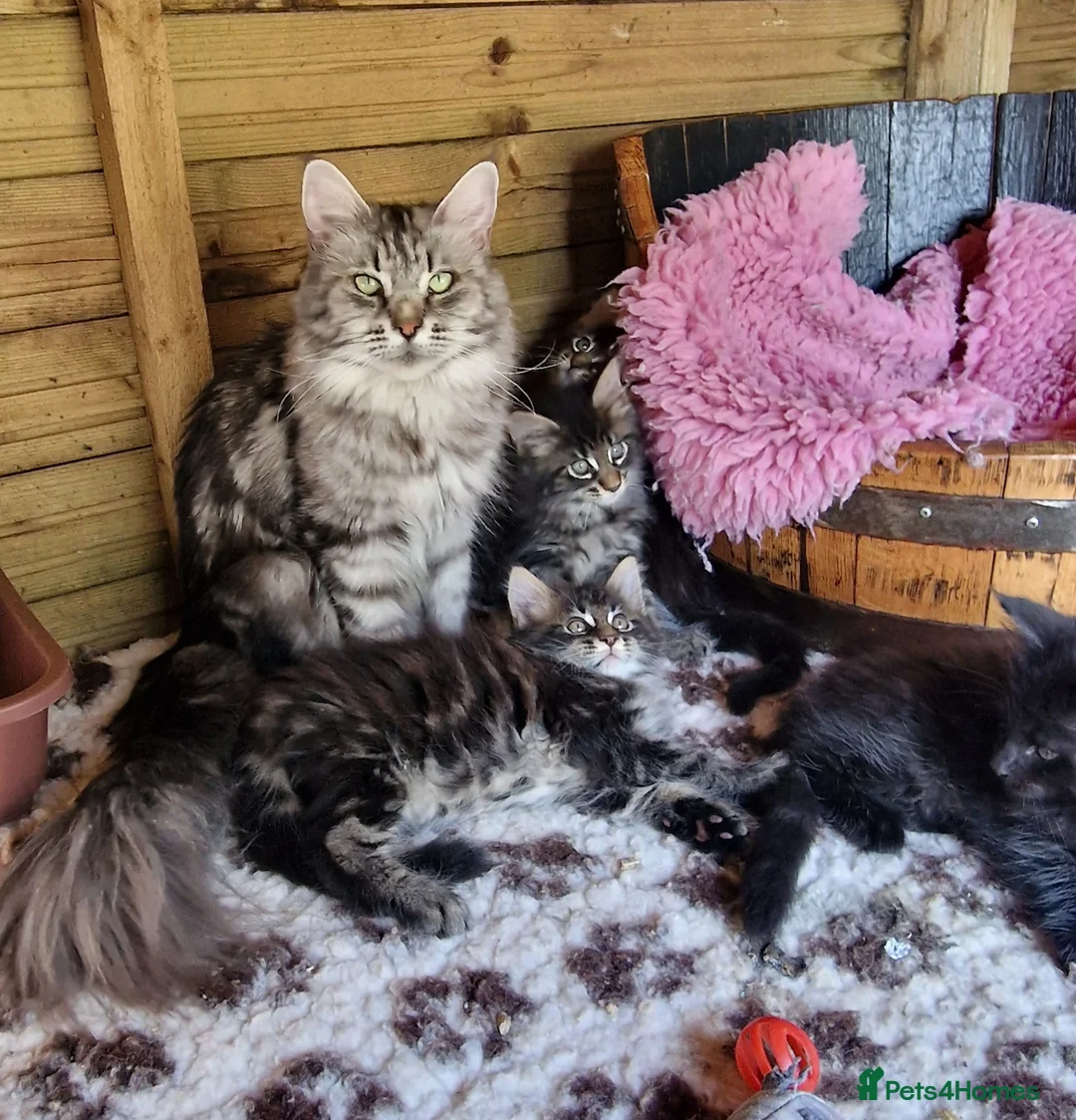 Mixed Breed cats for sale: Mainecoon Kittens  - Advert 2