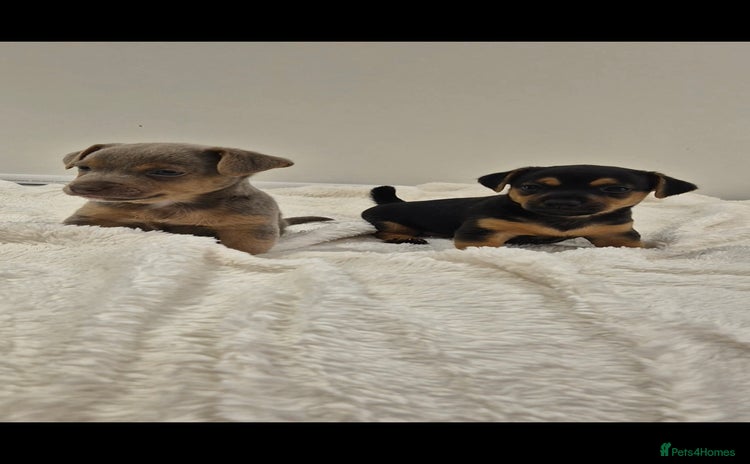 Jack Russell dogs - Advert 3