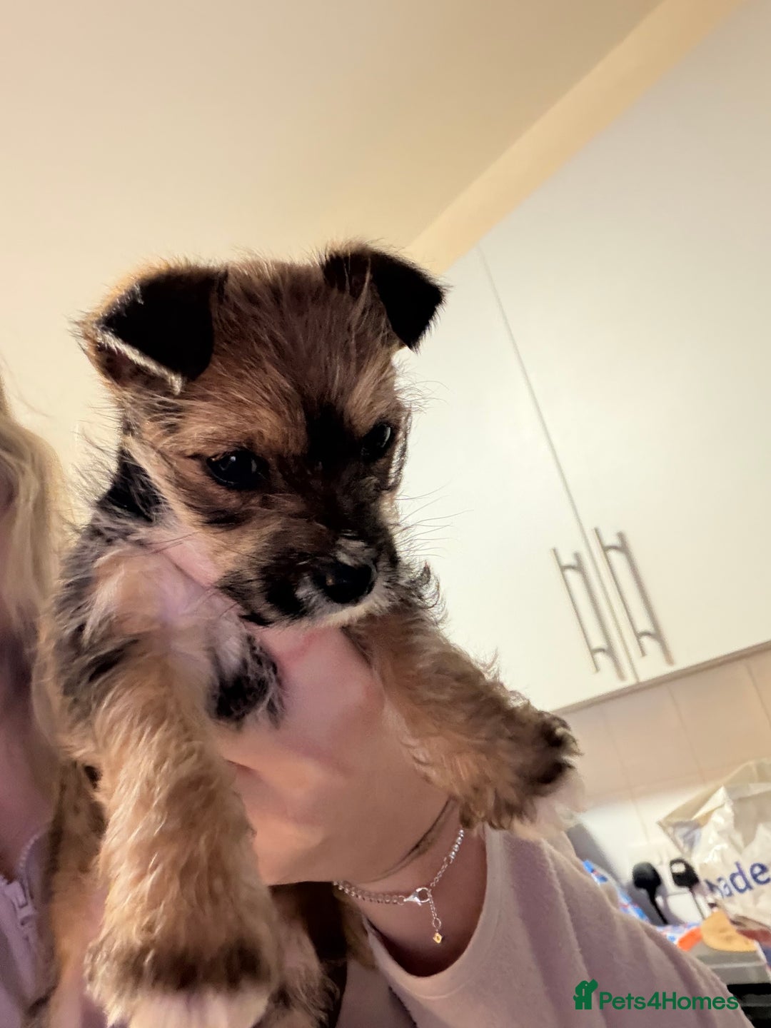 Mixed Breed dogs for sale: YORKIE X WESTIE female Pup - Advert 6