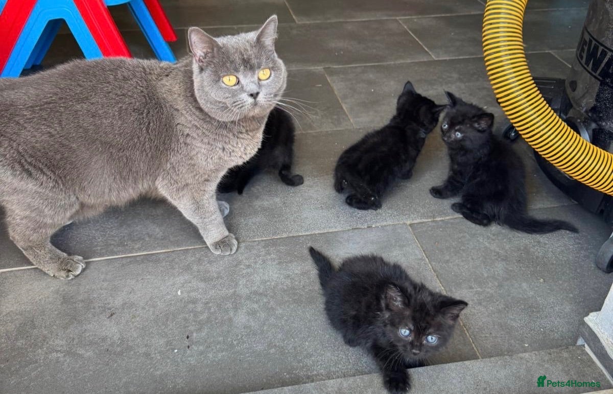 Mixed Breed cats Mixed British shorthair kittens grey and black - Advert 12