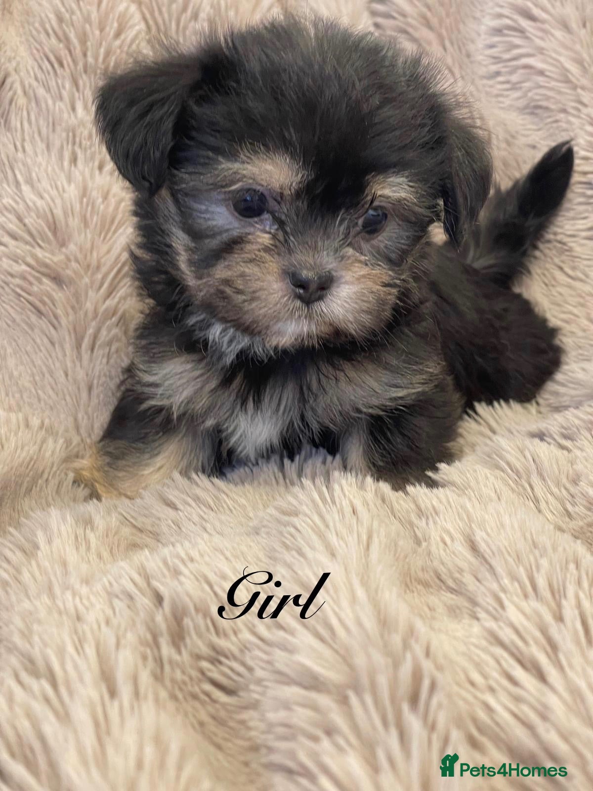 Shorkie dogs Gorgeous Shorkie Puppies Vaccinated &Microchipped  - Advert 2