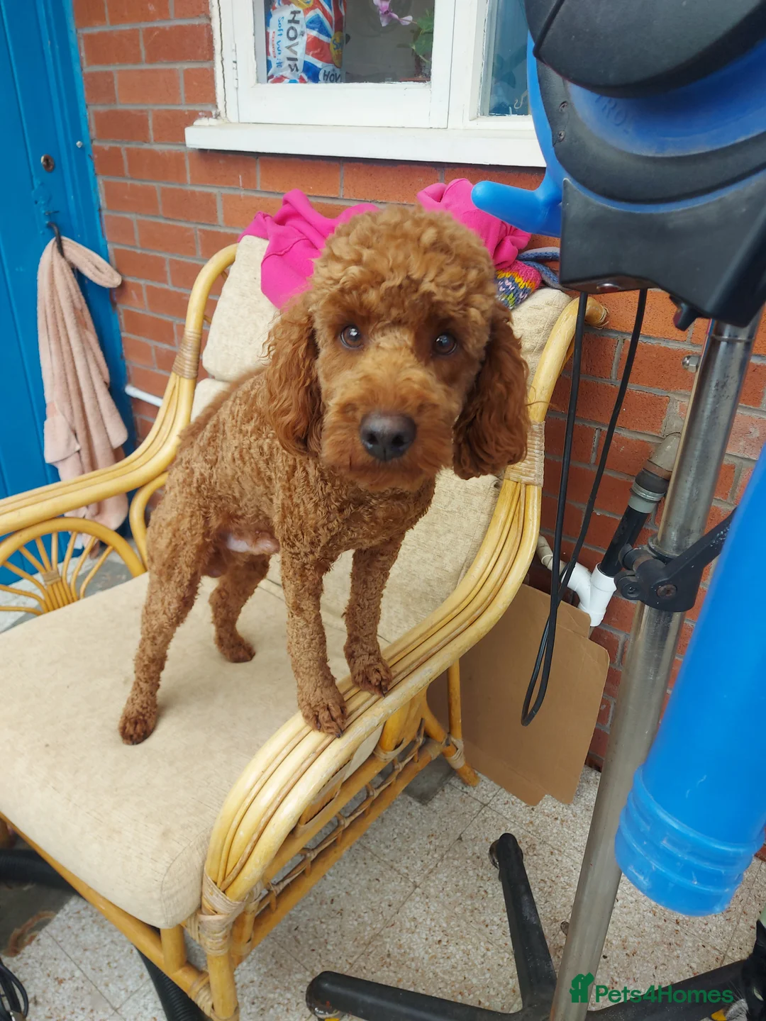 Miniature Poodle dogs for stud: OUR BARRY-KC REGISTERED MINIATURE POODLE FOR STUD in Preston - Advert 8