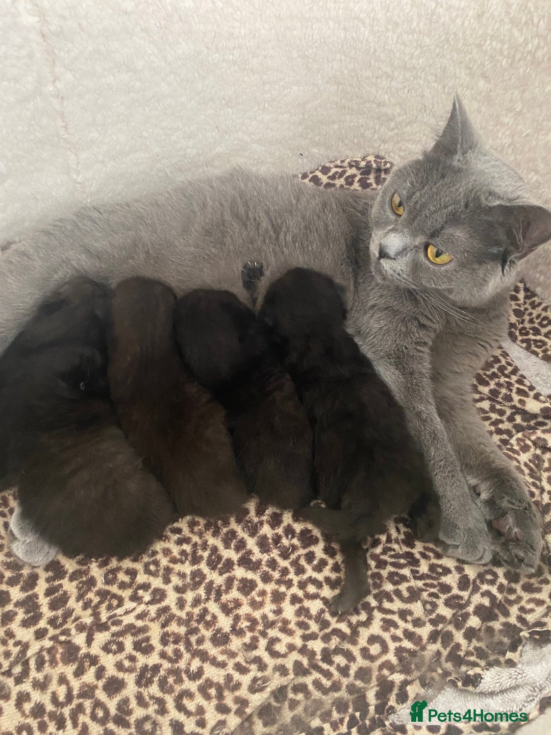 British Shorthair cats for sale: Beautiful Dark Brown Girl British Shorthair Kitten - Image 2