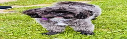 Shihpoo dogs for sale: Female Shihpoo Needs Forever Loving Home in Loughborough - Advert 8