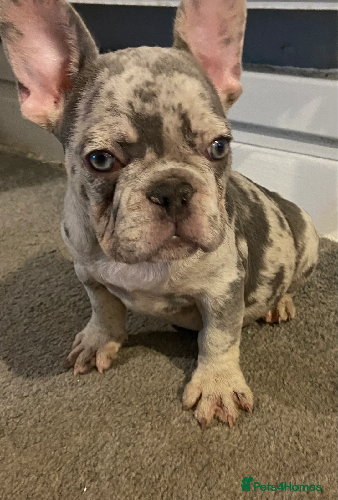 French Bulldog dogs for sale: 2 year old Boy Frenchie  - Advert 1