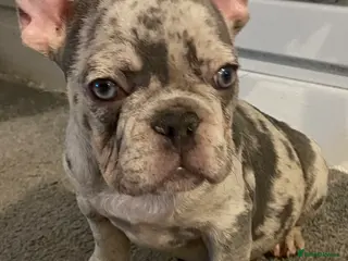 French Bulldog dogs 3 year old Boy Frenchie - Advert 1