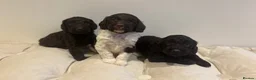 Cockapoo dogs for sale: Beautiful cockapoo puppy’s - Advert 18