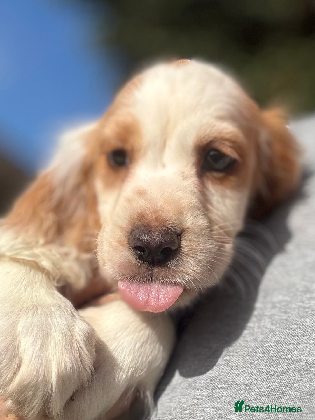 Cocker Spaniel dogs for sale: Cocker Spaniel Puppies (10 weeks - Ready to go) - Image 7