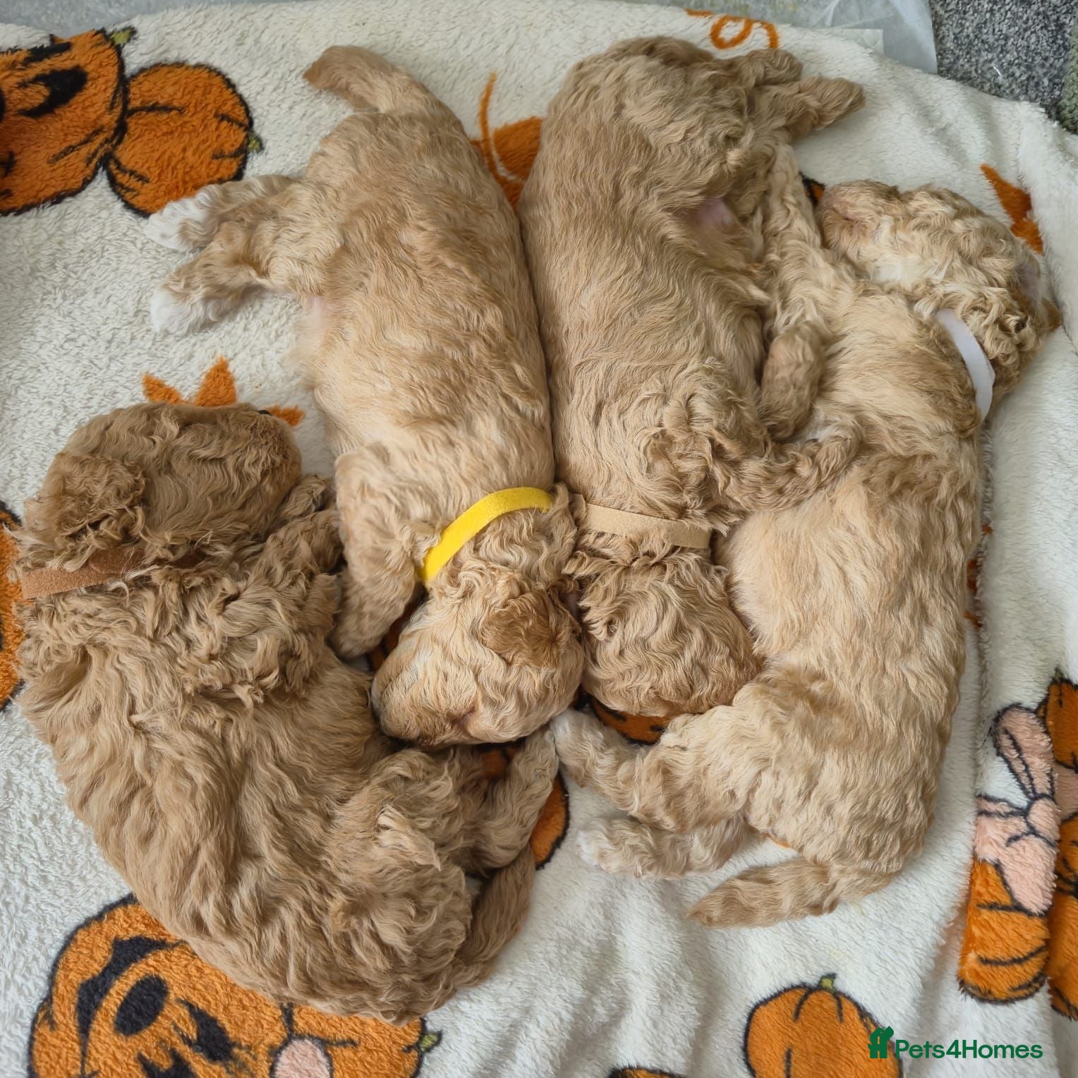 Miniature Poodle dogs Sweet Mini Poodles Ready for Homes 3 Male 1 Female - Advert 1