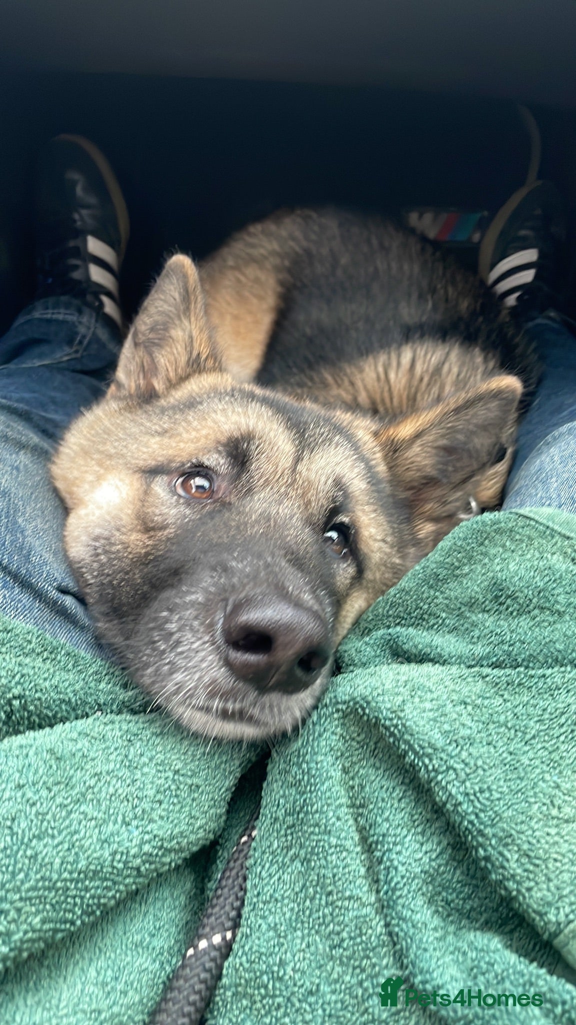 Mixed Breed dogs 🐾 Beautiful 4-Month-Old Puppies – £850 Each 🐾 - Advert 12