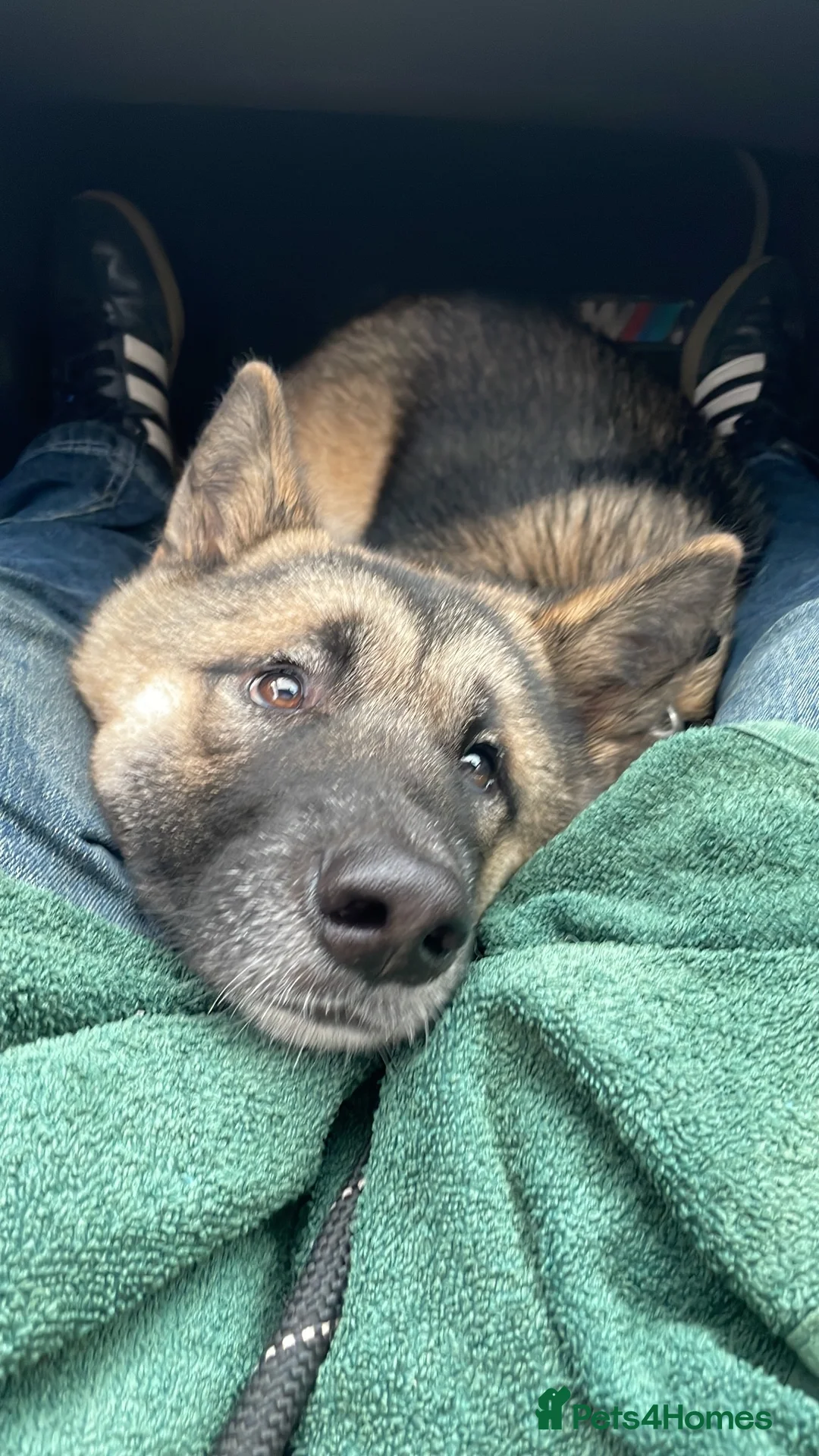 Mixed Breed dogs for sale: 🐾 Beautiful 4-Month-Old Puppies – £850 Each 🐾 in Paignton - Advert 1