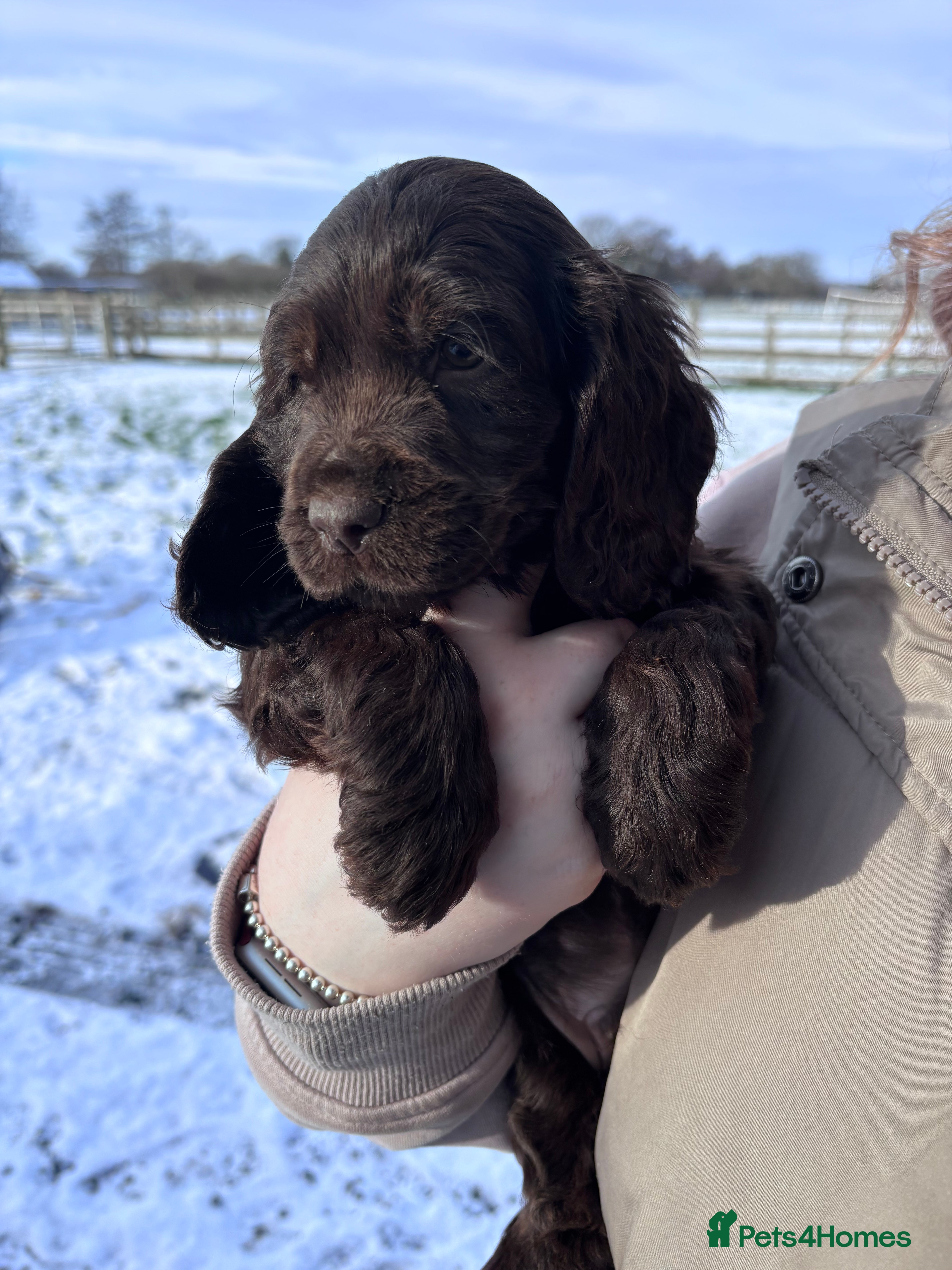 Cocker Spaniel dogs Beautiful show cocker puppies  - Advert 3