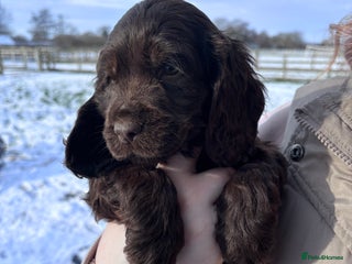 Cocker Spaniel dogs Beautiful show cocker puppies - Advert 12