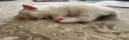 Ragdoll cats for sale: Pure Ragdoll Kittens - Advert 18