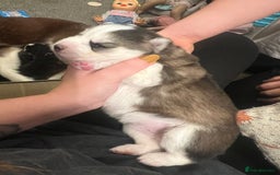 Pomsky dogs for sale: Stunning f2 pomsky babies  - Advert 9