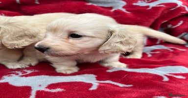 Miniature Dachshund dogs - Advert 2