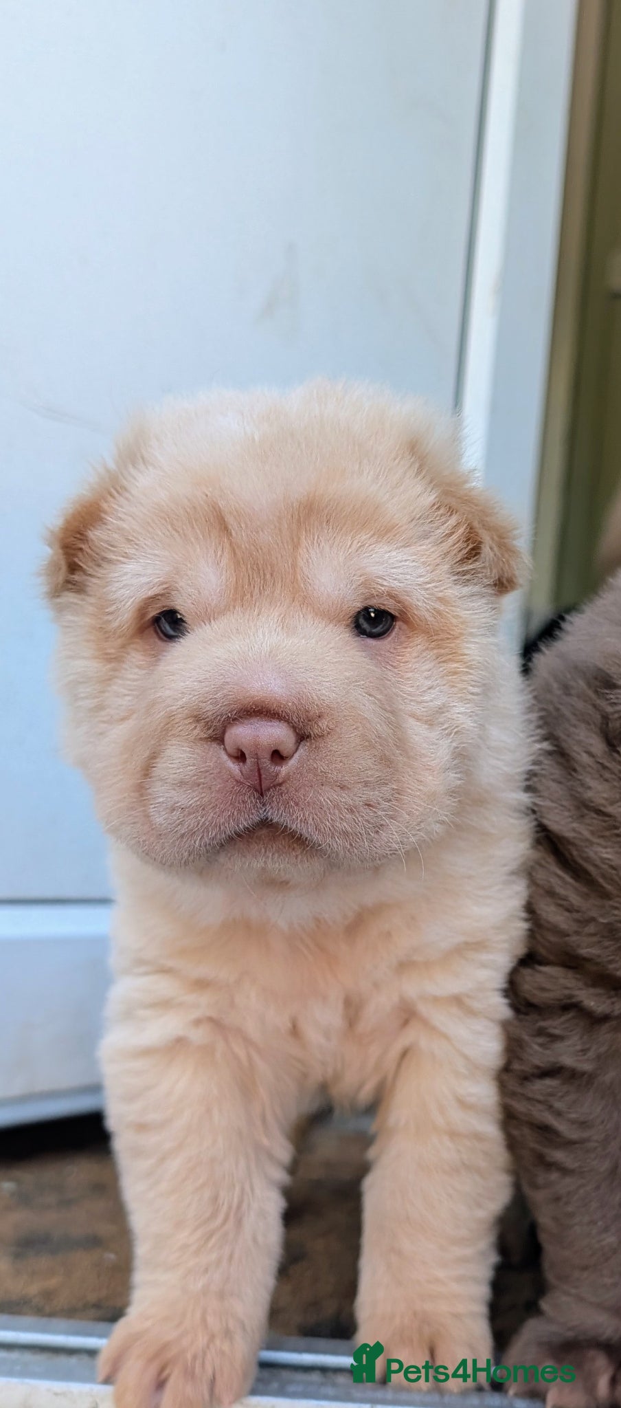 Shar Pei dogs REDUCED Ready to leave in 2 weeks. - Advert 2