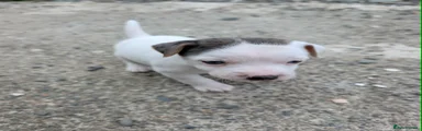Dozer