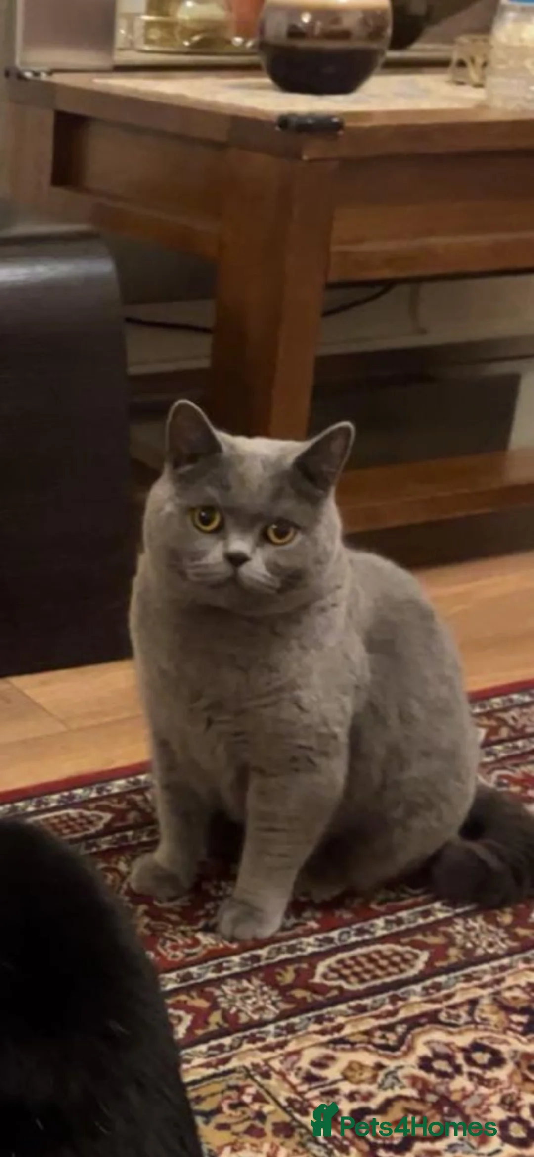 British Shorthair cats for sale: British Shorthair Male Cat – 3 Years Old/ Neutered in Birmingham - Advert 2