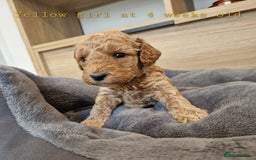 Australian Labradoodle dogs for sale: Stunning Australian labradoodles - Image 11