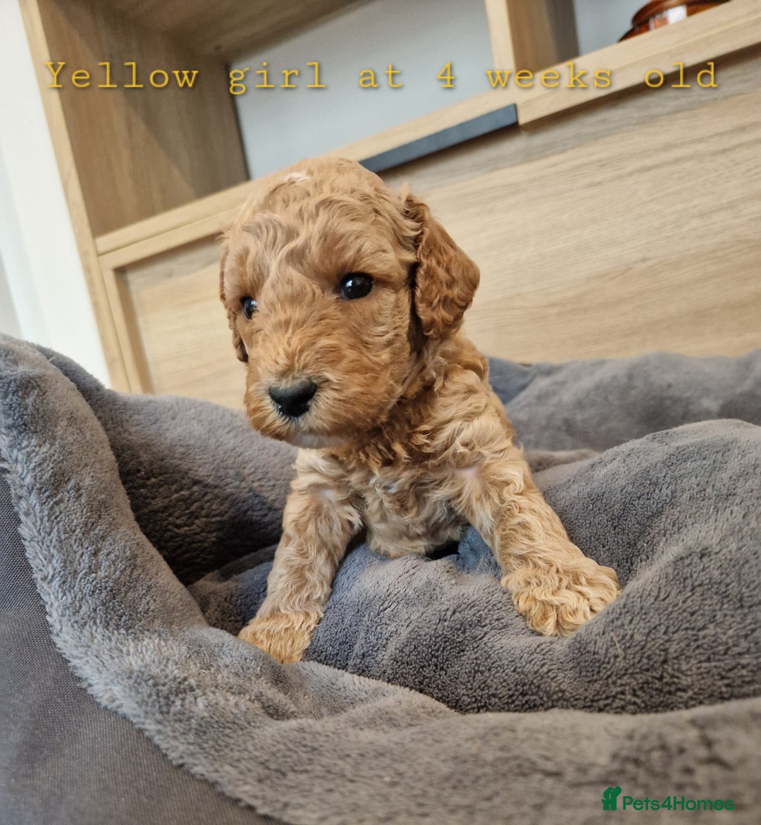 Australian Labradoodle dogs for sale: Stunning Australian labradoodles - Image 11