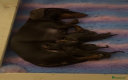 Miniature Dachshund dogs for sale: Miniature dashaund puppies - Image 2