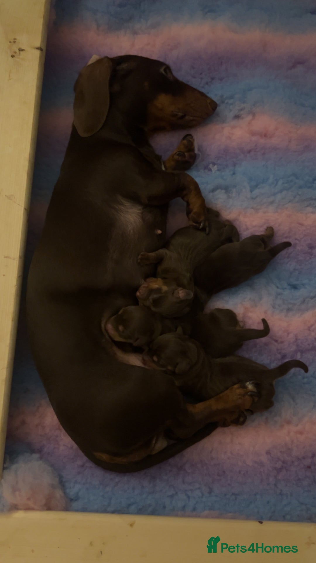 Miniature Dachshund dogs for sale: Miniature dashaund puppies - Image 2