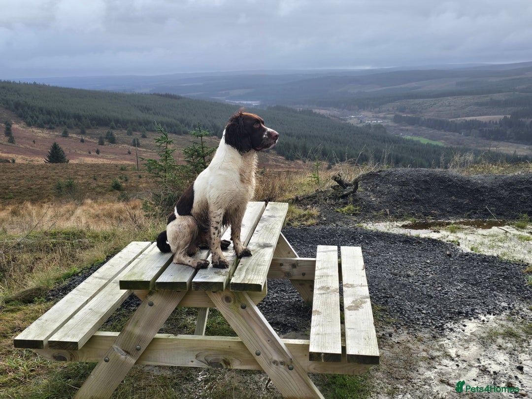 English Springer Spaniel dogs for stud: English Springer Spaniel at Stud  - Advert 3