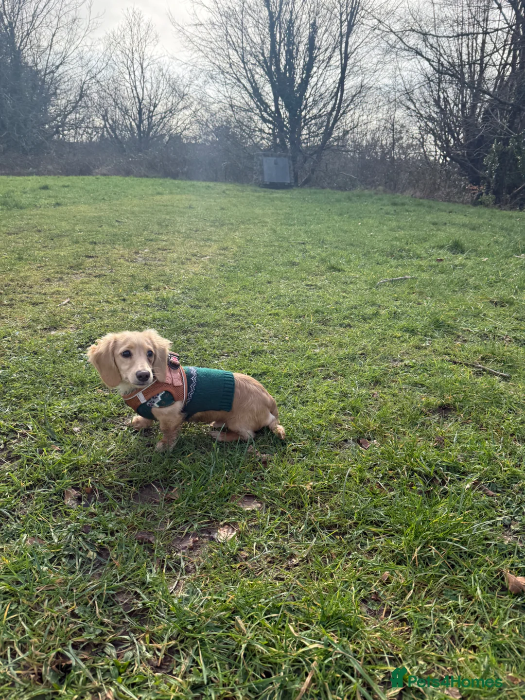 Miniature Dachshund dogs for sale: 9 Month old Long Hair Mini Dachshund Kc  in Plymouth - Advert 6