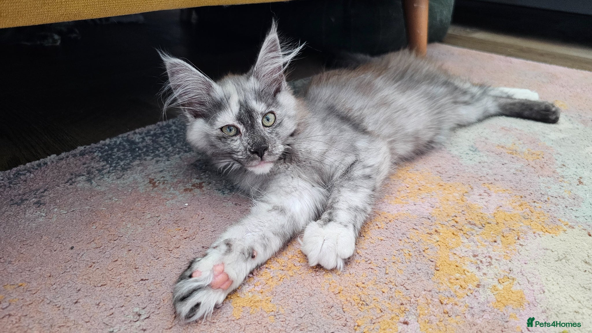 Maine Coon cats Ready to leave now TICA maine coon female - Advert 2