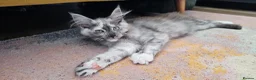 Maine Coon cats for sale: Ready to leave now TICA maine coon female - Advert 2