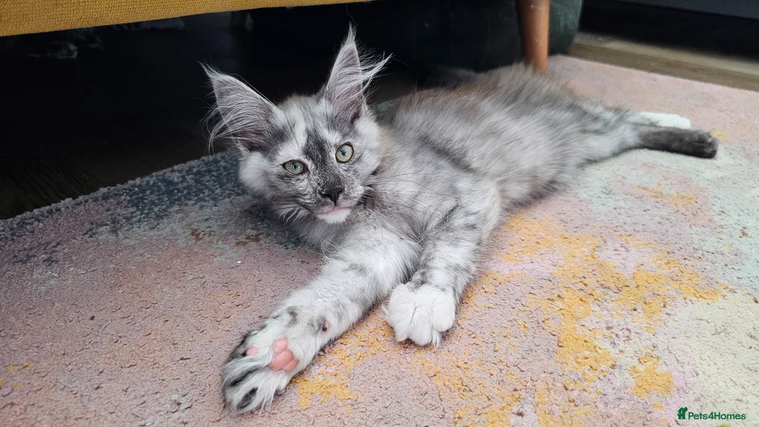 Maine Coon cats for sale: Ready to leave now TICA maine coon female - Advert 2