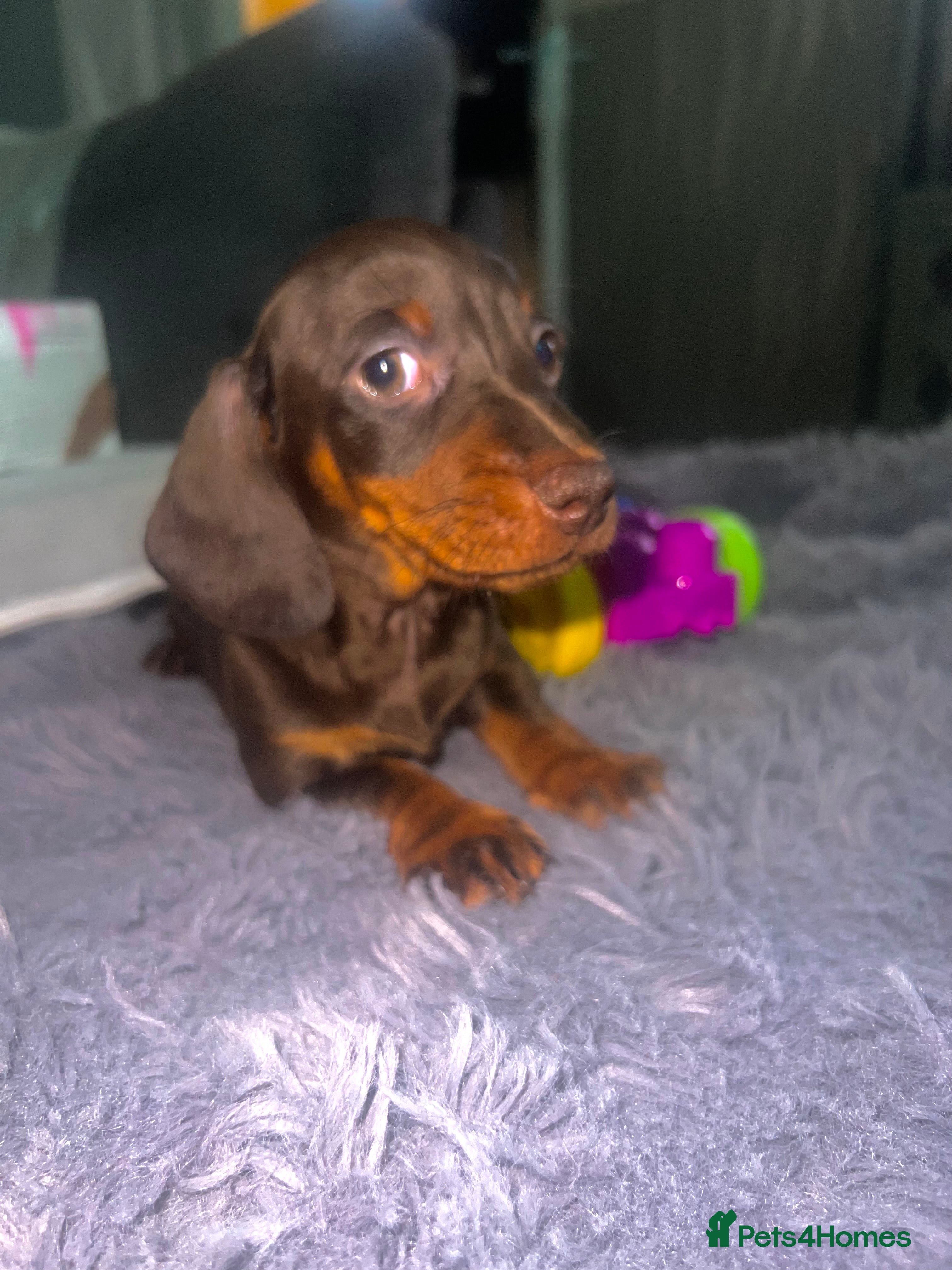 Miniature Dachshund dogs 🐾 Beautiful Dachshund Puppies ❤️ - Advert 1